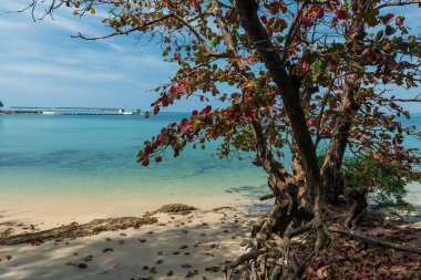 Ko Man Nai, Rayong, Tayland 'da deniz kenarındaki sonbahar ağacı mavi gökyüzüne karşı. Meşhur seyahat yeri ve Siam 'da yaz tatili.