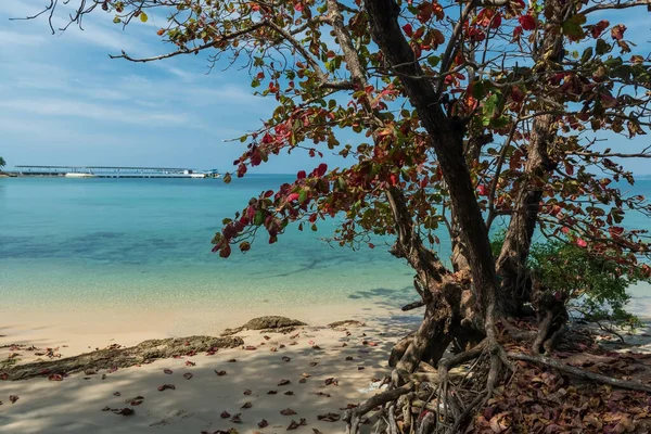 Ko Man Nai, Rayong, Tayland 'da deniz kenarındaki sonbahar ağacı mavi gökyüzüne karşı. Meşhur seyahat yeri ve Siam 'da yaz tatili.