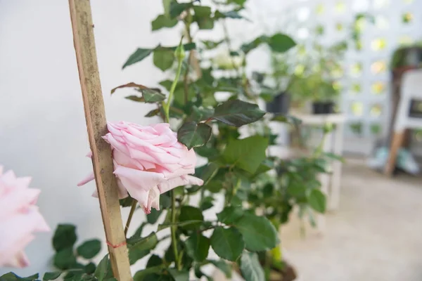 Pink big rose on flower pot by white wall with blur foliage background. Garden decoration in house.