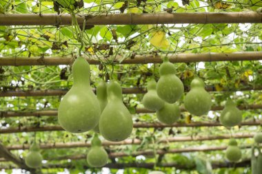 Çatı ağına ekilmiş bir sürü yeşil, taze kabak sebzesi. Tarım endüstrisinin organik sera çiftliği.
