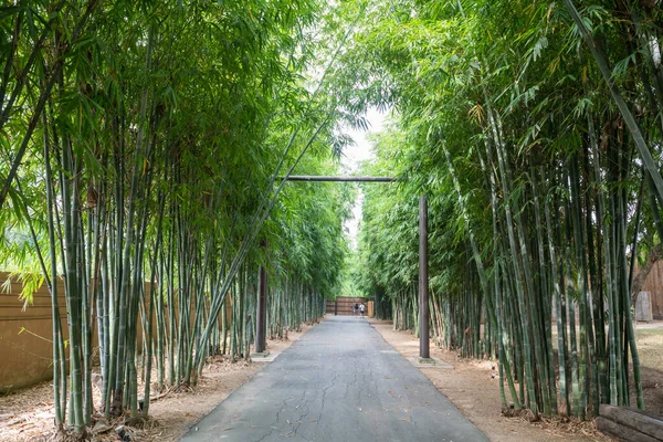 Bamboe Bos Bomen Voetpad Park Kanchanaburi Thailand — Stockfoto