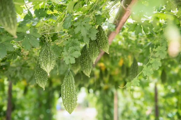 Organic Wild Bitter Gourd Hanging Roof Greenhouse Harvest Agriculture Industry — Stock Photo, Image