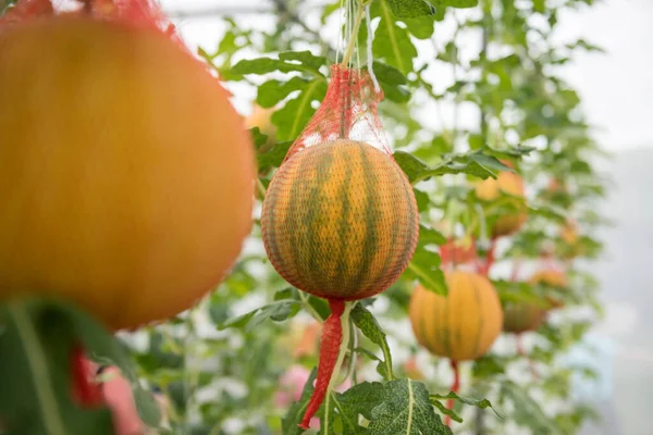 Orange Melon Plant Greenhouse Farm Organic Fruit Harvest Agriculture Industry — Stock Photo, Image