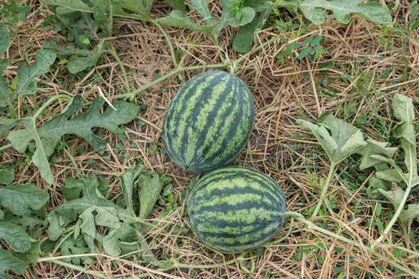 Top view of organic 2 Watermelons growigng on farm. Fresh water-melons by dirt and green leaves. Agriculture industry.