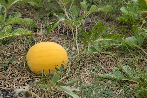 Βιολογικό Κίτρινο Καρπούζι Growigng Στο Αγρόκτημα Κατά Συγκομιδή Φρέσκα Καρπούζια — Φωτογραφία Αρχείου