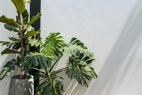 Monstera Oder Bunte Pflanze Weißer Wand Mit Hellem Schatten Durch — Stockfoto