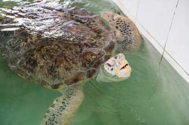 Yetişkin kaplumbağalar için Ko Man Nai tankında su üzerinde nefes alan büyük deniz kaplumbağaları Rayong, Tayland. Ziyaretçiler tarafından beslenen yiyecekleri bekliyor..