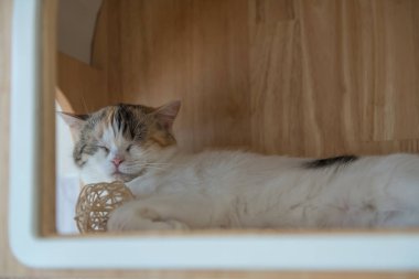 Şirin tekir kedi duvardaki rafta rattan bir topla uyuyor.