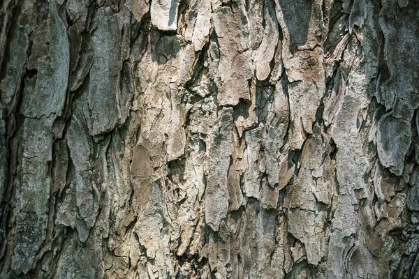 소나무 껍질은 자연광으로 배경을 텍스처화하였다 표면을 클로즈업하는 — 스톡 사진