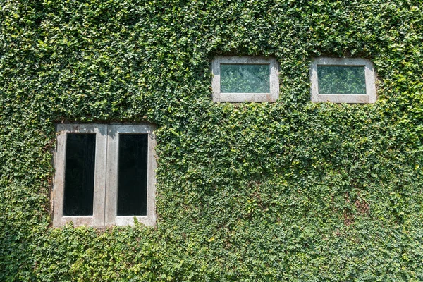 Zeď Okny Coveder Zeleným Břečťanem Horolezec Rostlina Domácí Dekorace — Stock fotografie