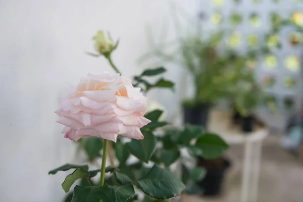 Růžová Růže Bílé Stěny Rozmazaným Listím Pozadí Zahradní Dekorace Domě — Stock fotografie