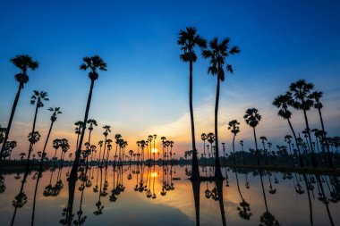 Gün doğumuna karşı siluet şeker palmiye çiftliği ve gölete yansıyan mavi gökyüzü, Dongtan Sam Khok, Pathum Thani Eyaleti, Tayland. Yağmur mevsiminde çeltik pirinç ekmek için boş çiftlik.