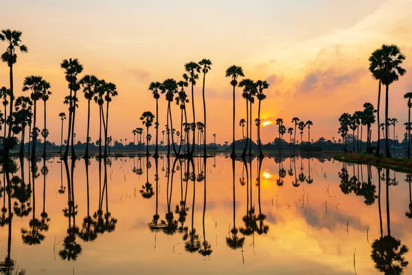 Siluet Şeker Palmiyeleri Gün Doğumunda Bataklıkta Yansıyan Siluet Çizgisi Ağaçları — Stok fotoğraf