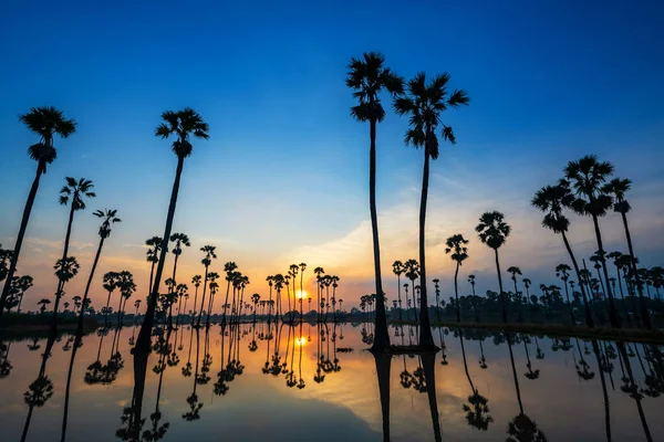 Gün Doğumuna Karşı Siluet Şeker Palmiye Çiftliği Gölete Yansıyan Mavi — Stok fotoğraf