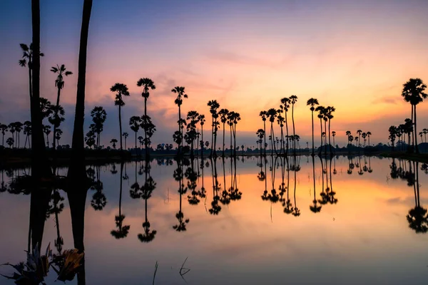 Siluet Şeker Palmiye Ağaçları Şafak Vakti Alacakaranlık Gökyüzü Ile Bataklıkta — Stok fotoğraf