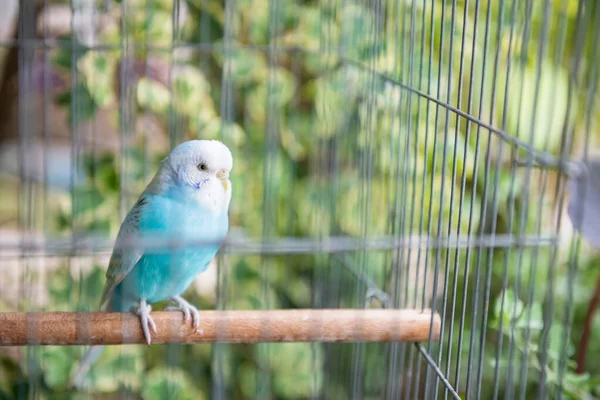 蓝色波浪形鹦鹉鸟单独在笼内与模糊的绿色叶背 宠物动物 图库图片