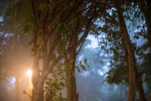 光球で夜に木の葉に降る大雨や雨滴 — ストック写真