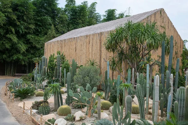 Cactus Jardín Por Bambú Moderno Edificio Con Plantas Trepadoras Cafetería —  Fotos de Stock