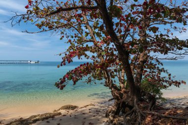 Ko Man Nai, Rayong, Tayland 'daki mavi gökyüzüne karşı ağaçta sonbahar yaprakları. Meşhur seyahat yeri ve Siam 'da yaz tatili.