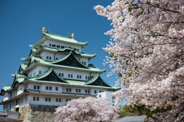 Beyaz sakura ya da kiraz ağacı çiçekleri bulanık Nagoya Kalesi ve mavi gökyüzü ile ilkbahar mevsiminde, Japonya. Ünlü seyahat simgesi ya da Aichi, Chubu 'da bir tatil yeri.