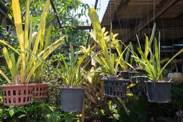 Planta Árboles Macetas Techo Terraza Patio Trasero Casa Madera Tailandia —  Fotos de Stock