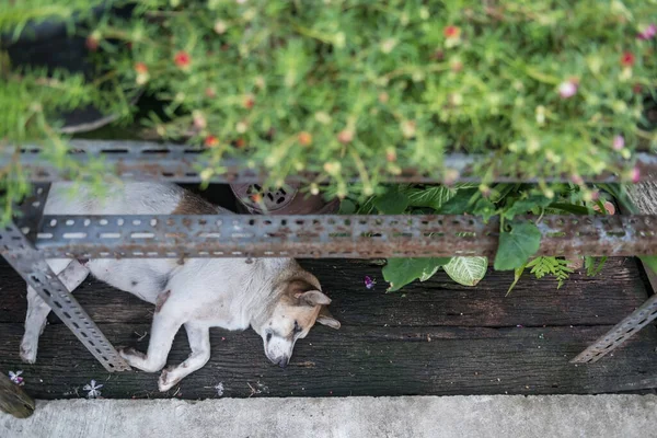 Top view of stray dog sleeping under shelf with blur flower plant on pot.