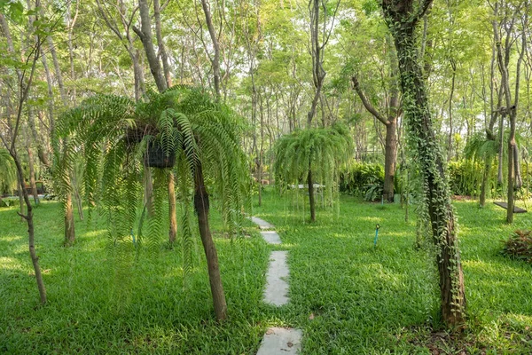 Caminho Para Belo Jardim Verde Com Fresco Atmosfera Vegetação Primavera — Fotografia de Stock