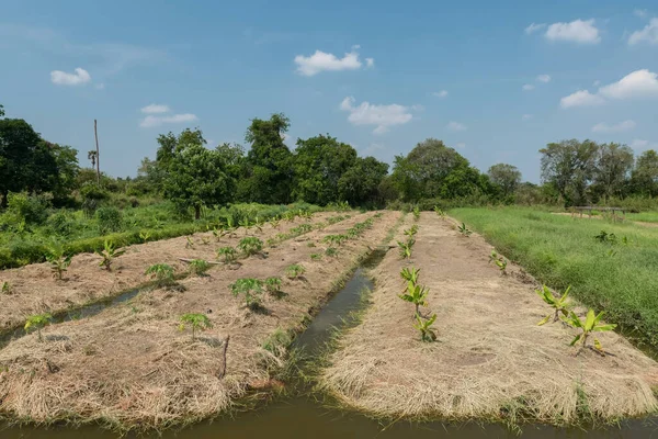 泰国Nonthaburi的Koh Kret或Kred农场上有热带植物香蕉的田地之间的水渠 — 图库照片