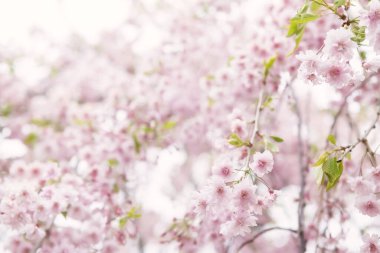 Pembe kiraz çiçeği ya da Japonya 'da bahar zamanı ağaçta. Beyaz arkaplanda izole edilmiş sakura çiçeği