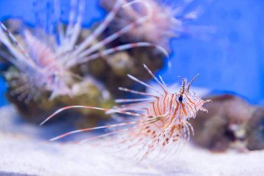 Akvaryumda mavi arka planda yüzen güzel kırmızı aslan balığı.