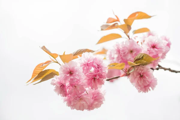 Cherry Kanzan Roze Sekiyama Sakura Geïsoleerd Witte Achtergrond Beroemd Japan — Stockfoto