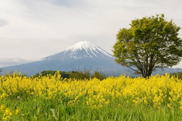Büyük ağaç ve Mt. Nanohana sarı çiçekleri. Fuji, Kawaguchika Gölü 'ndeki Oishi parkında, Yamanashi, Japonya.
