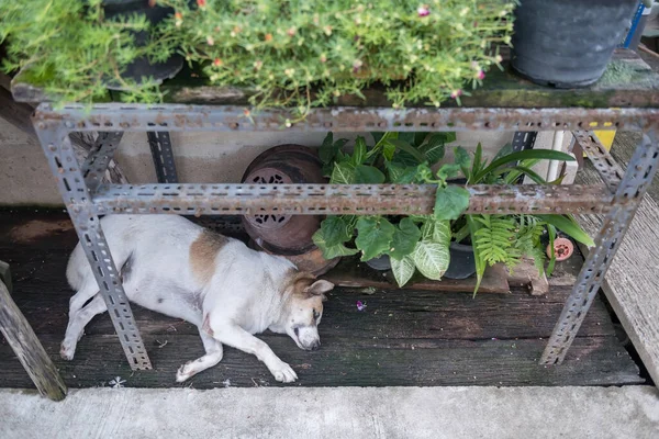 Top View Fat Mother Dog Sleeping Shelf Blur Flower Plant — Stock Photo, Image