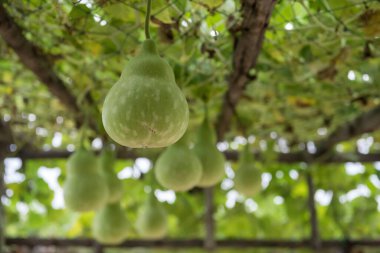Ahşap çatı ve ağ üzerine yeşil, taze kabak sebzesi ekimi. Tarım endüstrisinin organik sera çiftliği.