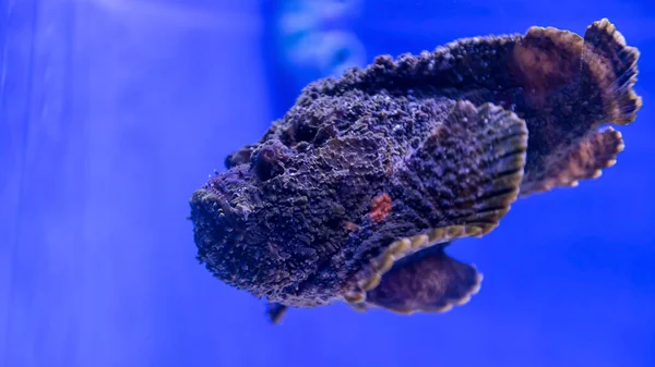 Stonefish Reef Swimming Aquarium Black Synanceia Verrucosa Fish — Stock Photo, Image