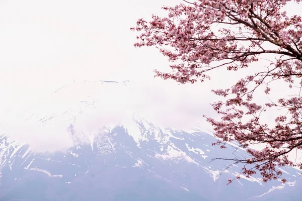 Closeup Mount Fuji Blur Pink Sakura Cherry Blossom Copy Space — Stock Photo, Image