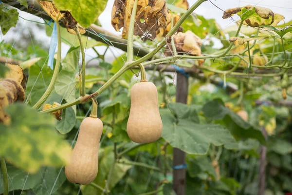 Banyak Butternut Squash Tumbuh Dan Ditanam Peternakan Rumah Kaca Sayuran — Stok Foto