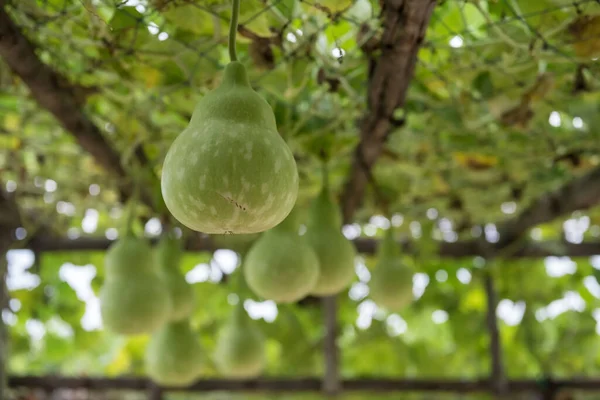 Botol Hijau Segar Sayuran Labu Menanam Atap Kayu Dan Bersih — Stok Foto