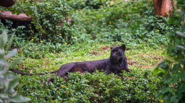 Siyah leopar kaplan portresi baharda ormanda oturup dinlenir.