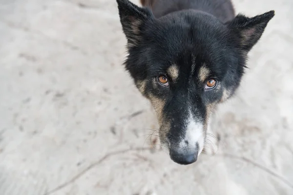 Верхний Вид Портрет Милой Бродячей Черной Собаки Пляже Посмотрите Камеру — стоковое фото