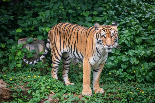 Porträtt Stark Tiger Stående Skogen Med Grönska Våren Träd — Stockfoto