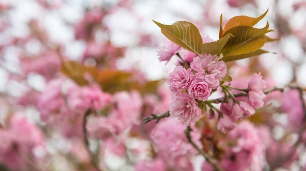 Квіти Черрі Канзан Або Рожева Секіяма Сакура Рясно Цвітуть Або — стокове фото