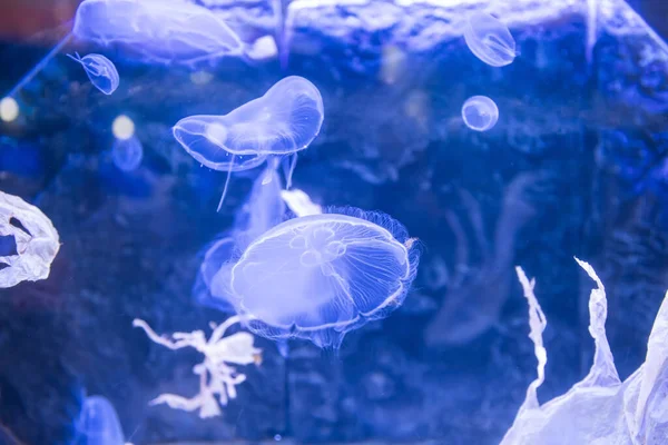Flauschige Quallen Schwimmen Auf Blauem Wasser Des Aquariums Japan — Stockfoto