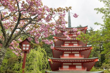 Cherry Kanzan Pembe Sakura ve Chureito Pagoda Binası, Yamanashi, Japonya. Ünlü seyahat yeri ve tatilci.