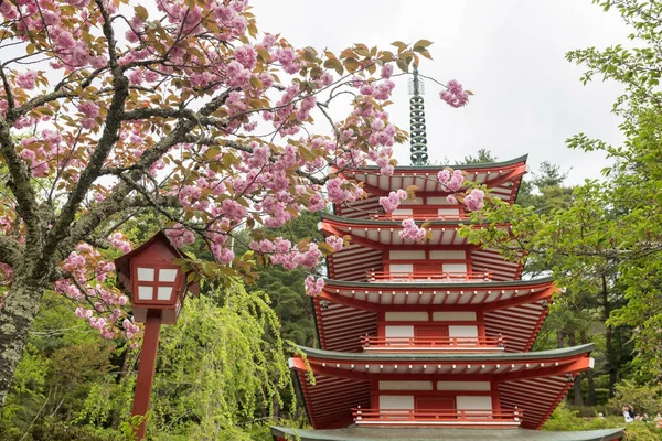 Körsbär Kanzan Rosa Sakura Och Chureito Pagoda Byggnad Yamanashi Japan — Stockfoto
