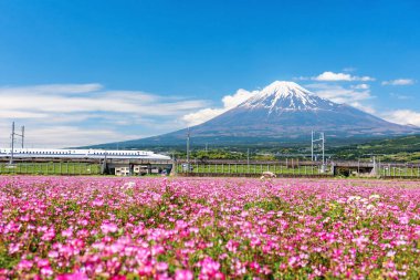 Shinkansen JR Mermi Treni Mt. Fuji ve pembe alp çiçekleri ilkbaharda mavi gökyüzüne karşı, Fuji şehri, Shizuoka, Japonya. 2.30 saat içinde Tokyo ile Osaka arasındaki ünlü ulaşım.