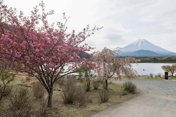 Cereza Kanzan Sakura Cerezo Rosa Lago Shoji Con Vista Monte — Foto de Stock