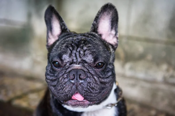 Porträtt Ung Söt Svart Fransk Bulldog Valp Vid Smutsig Vägg — Stockfoto