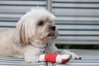 Yaralı Shih Tzu evcil hayvanı kırmızı bandajla sarılmış sandalye ve veteriner hastanesinde ameliyat sonrası atel ile yaralandı. Köpek iyileşir ve evde dinlenir.