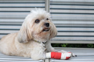 Yaralı Shih Tzu evcil hayvanı kırmızı bandajla sarılmış ve veteriner hastanesinde ameliyat sonrası atel ile tedavi edilmiş. Köpek iyileşir ve evde dinlenir. Ön bacağına odaklan..